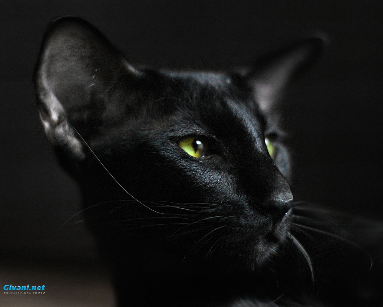 Взгляд ориентальной короткошерстной кошки