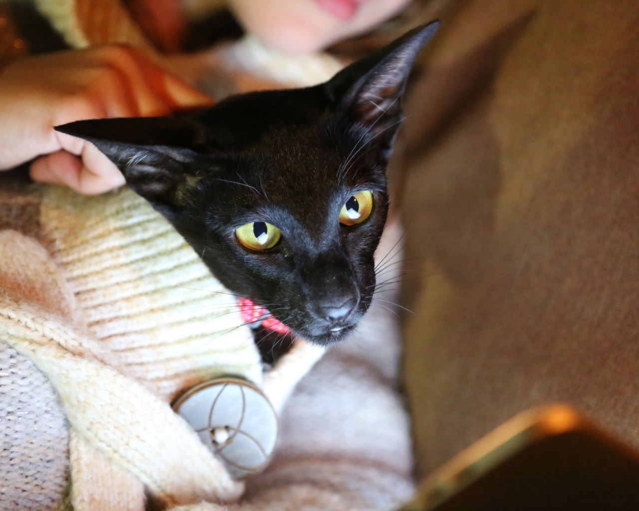 Ориентальная короткошерстная кошка в свитере