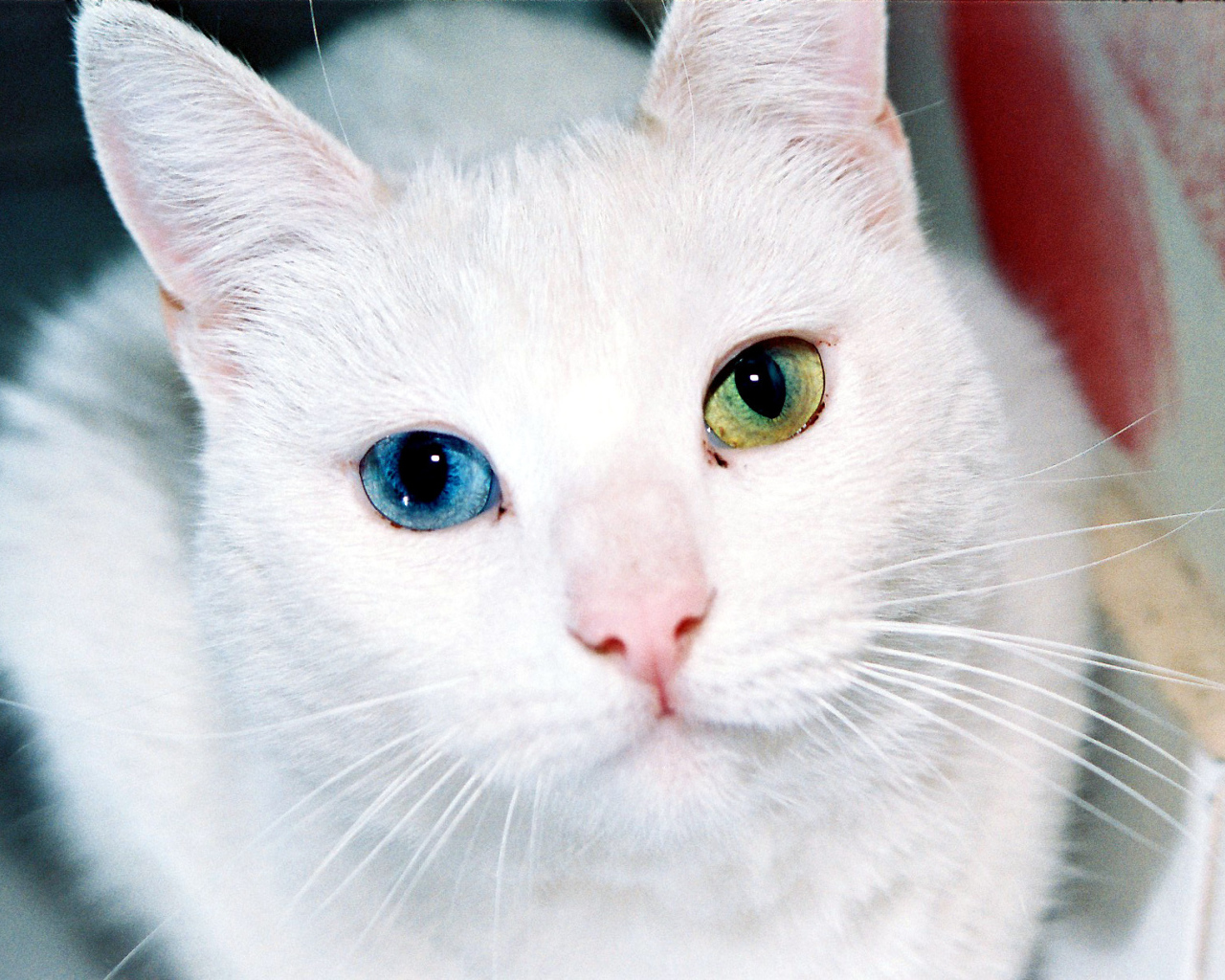 Разные глаза кота турецкая ангора