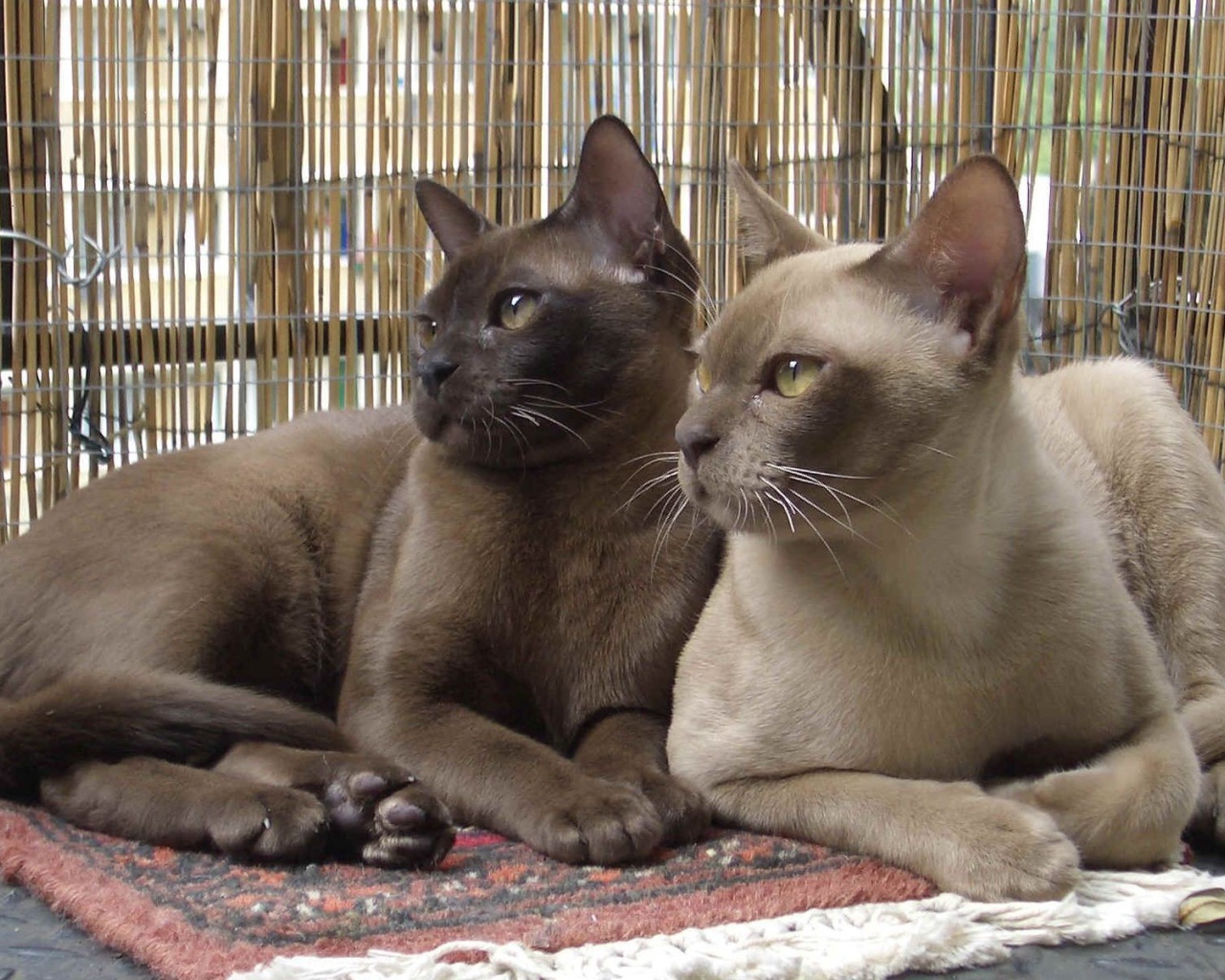 Пара бурманских кошек