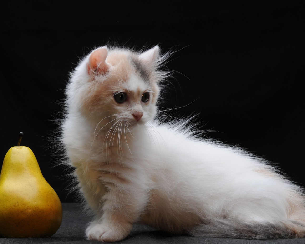 Груша и котенок манчкин