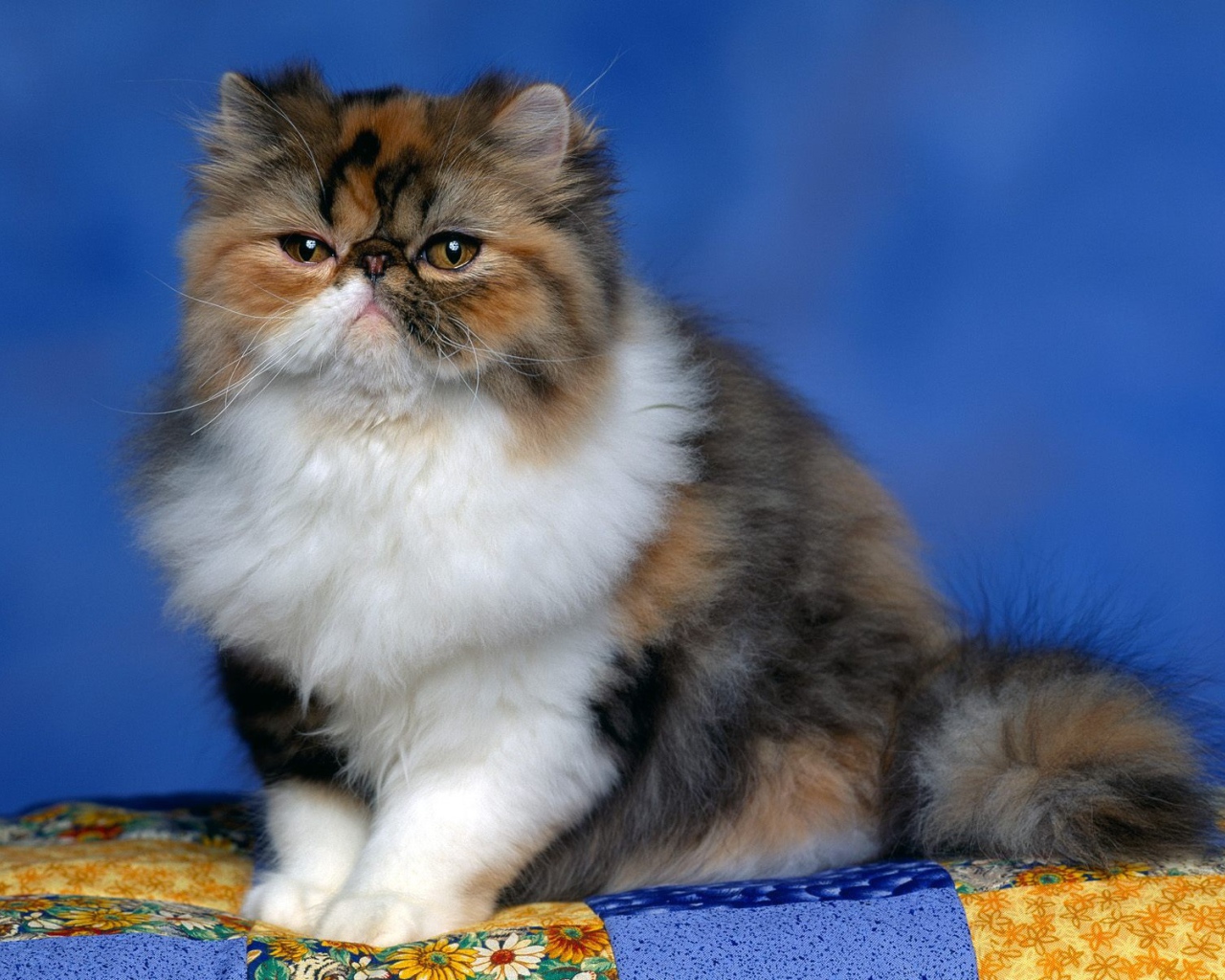 Персидский кот