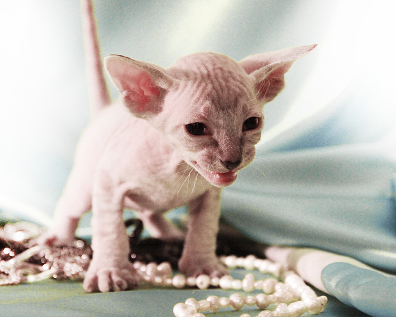 Котенок породы петерболд