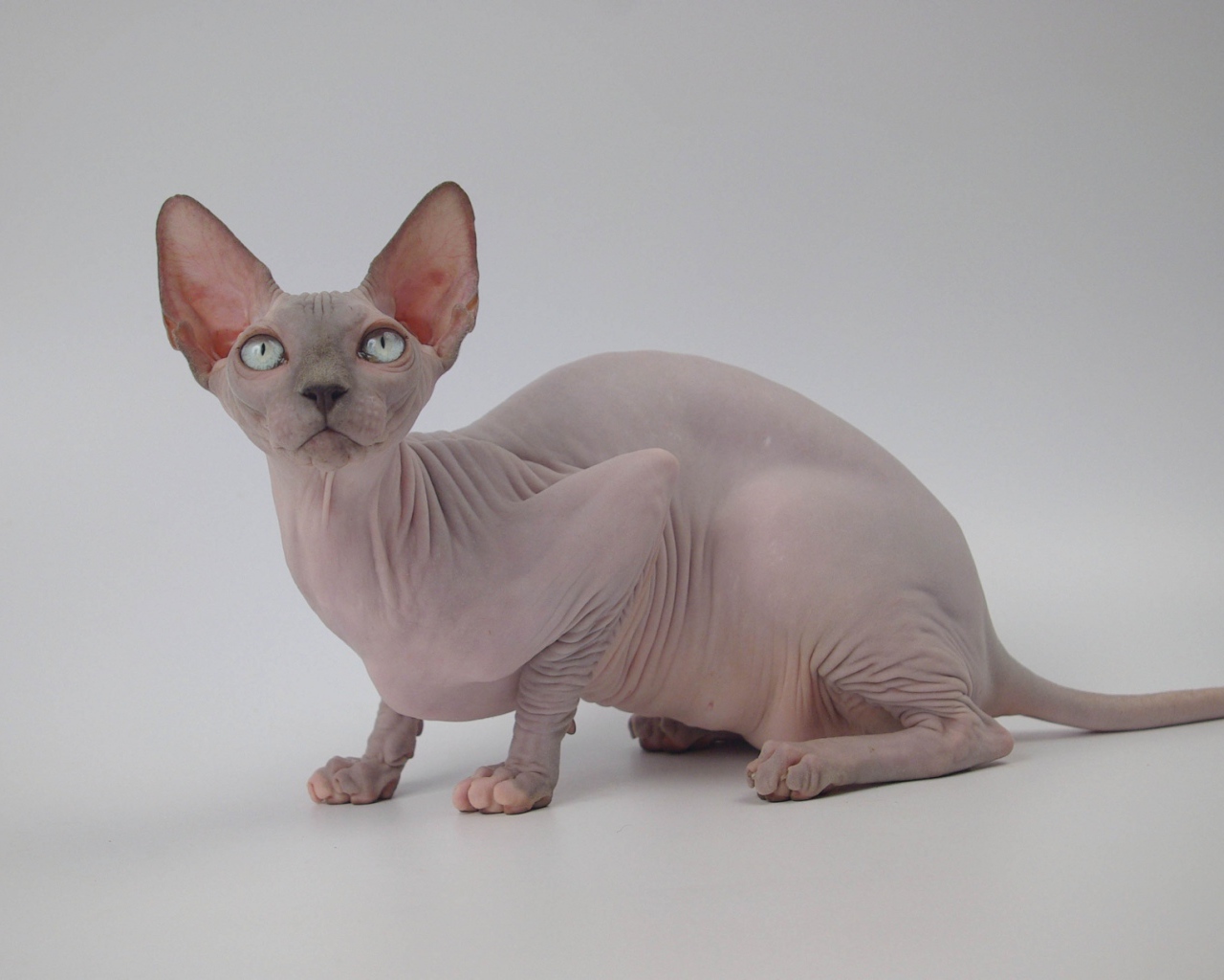 Петербургский сфинкс петерболд