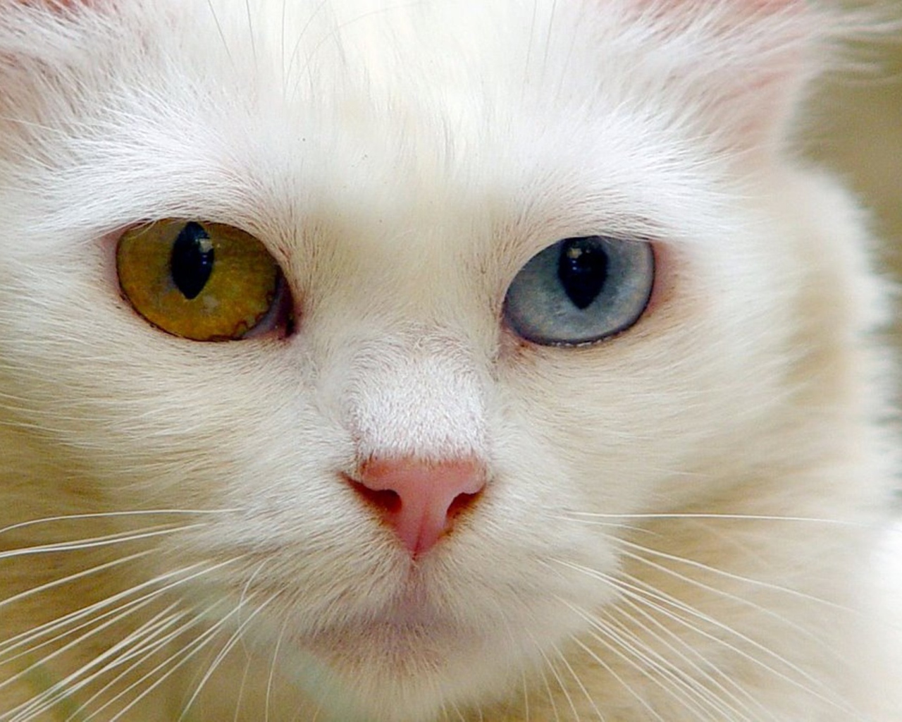 Розовый нос кота турецкая ангора