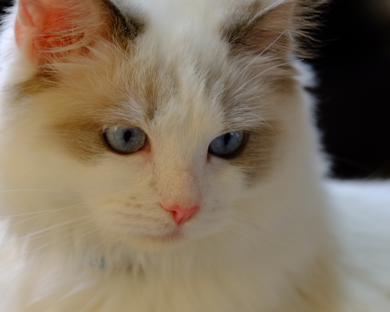 Розовый нос у кошки рэгдолл