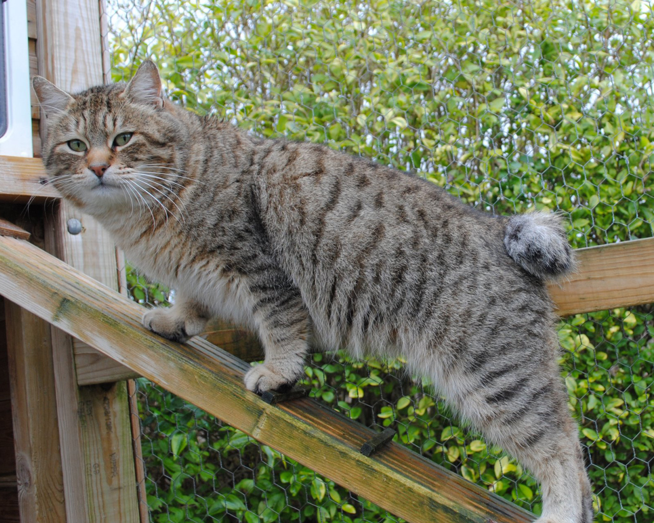 Пиксибоб на природе