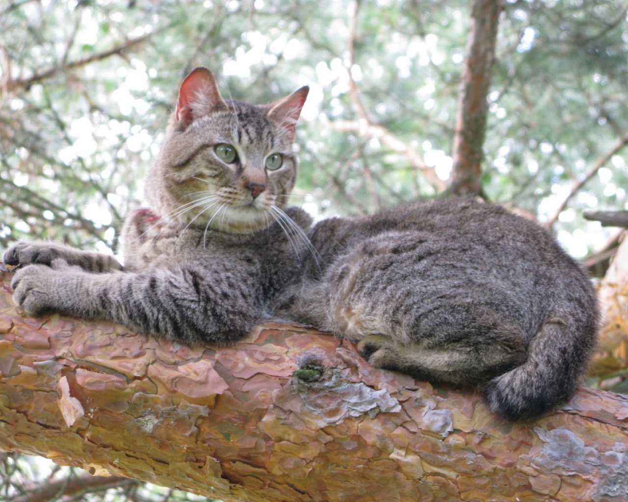 Кот пиксибоб на дереве
