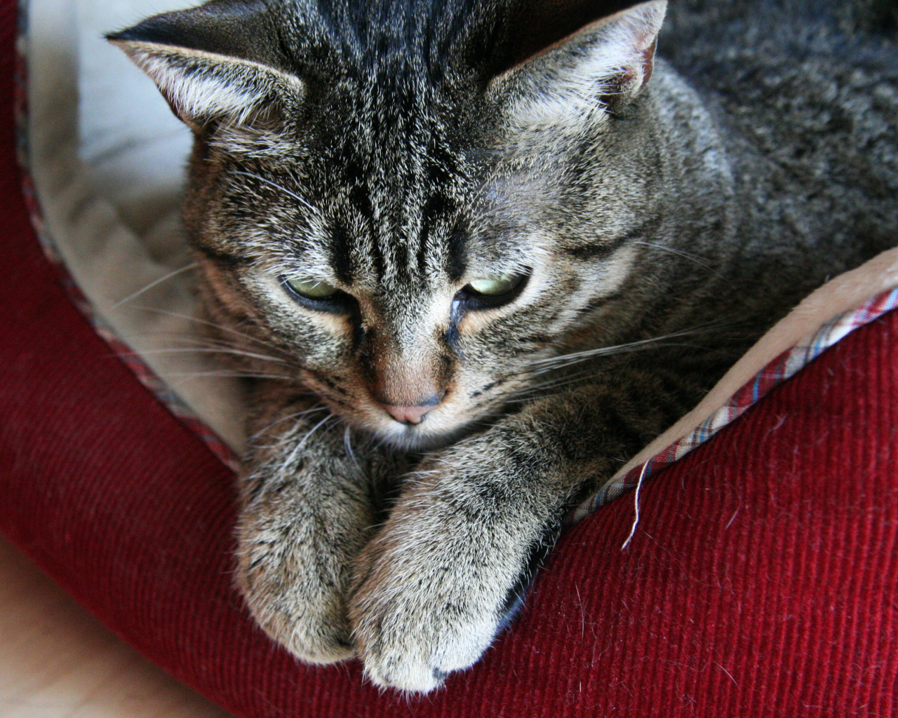 Пиксибоб свесил лапки