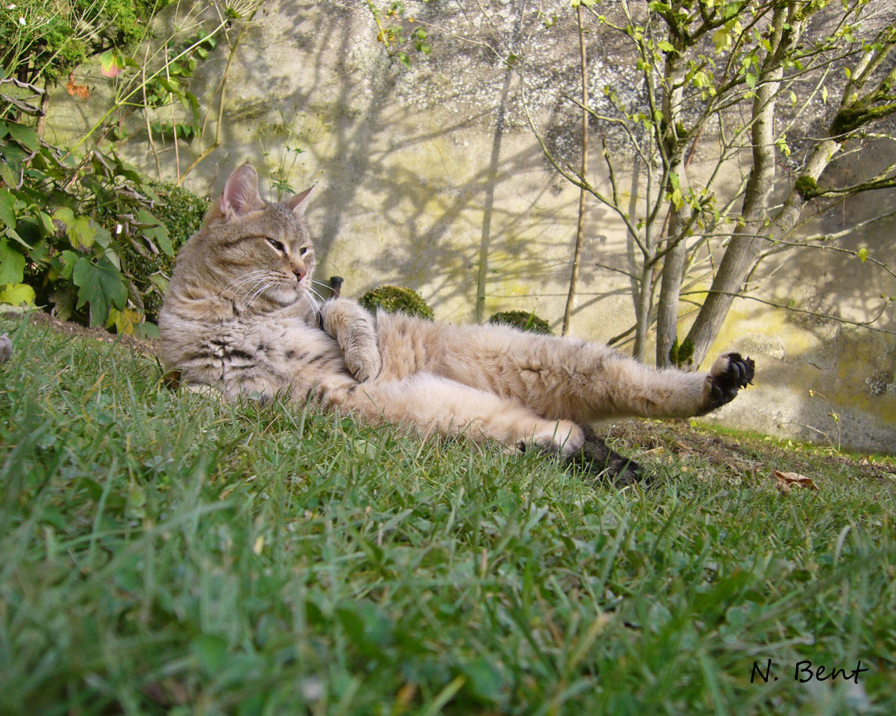 Пиксибоб гуляет на улице