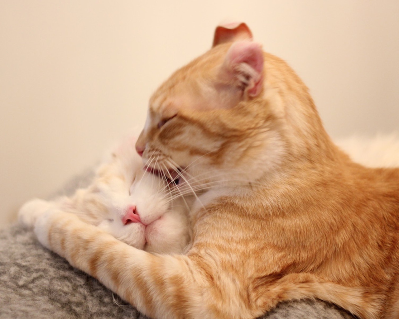 Игривые коты американский керл