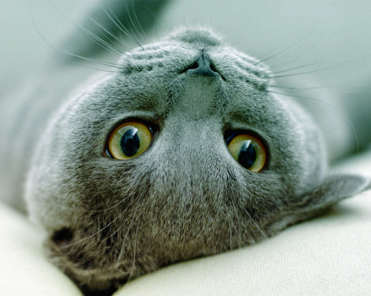 Игривая русская голубая кошка