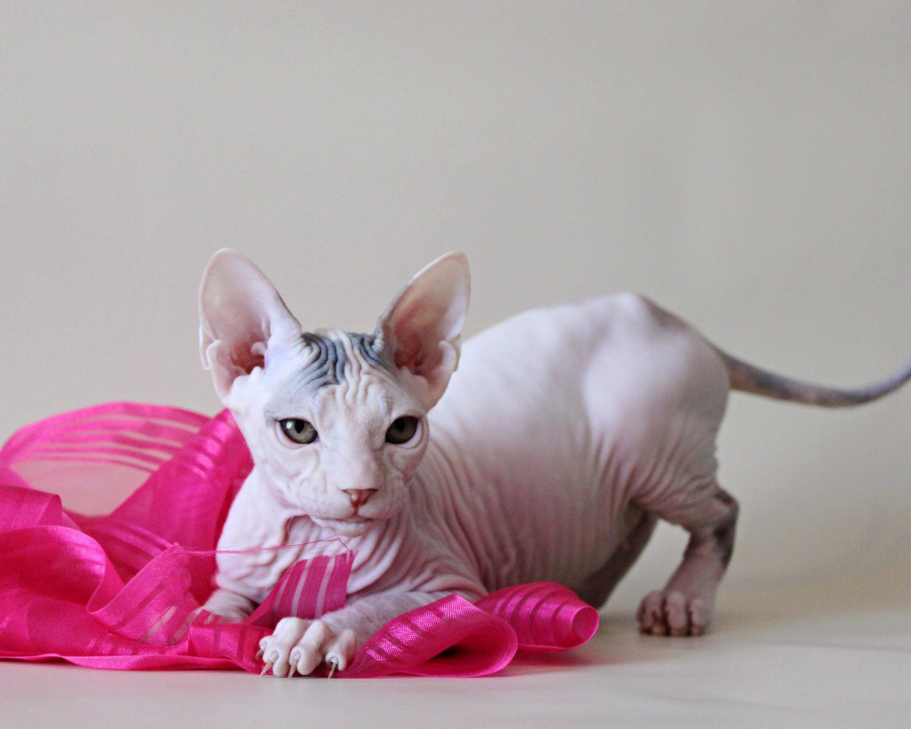 Игривый кот петерболд