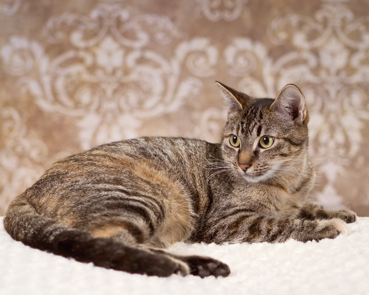 Игривая кошка на ковре