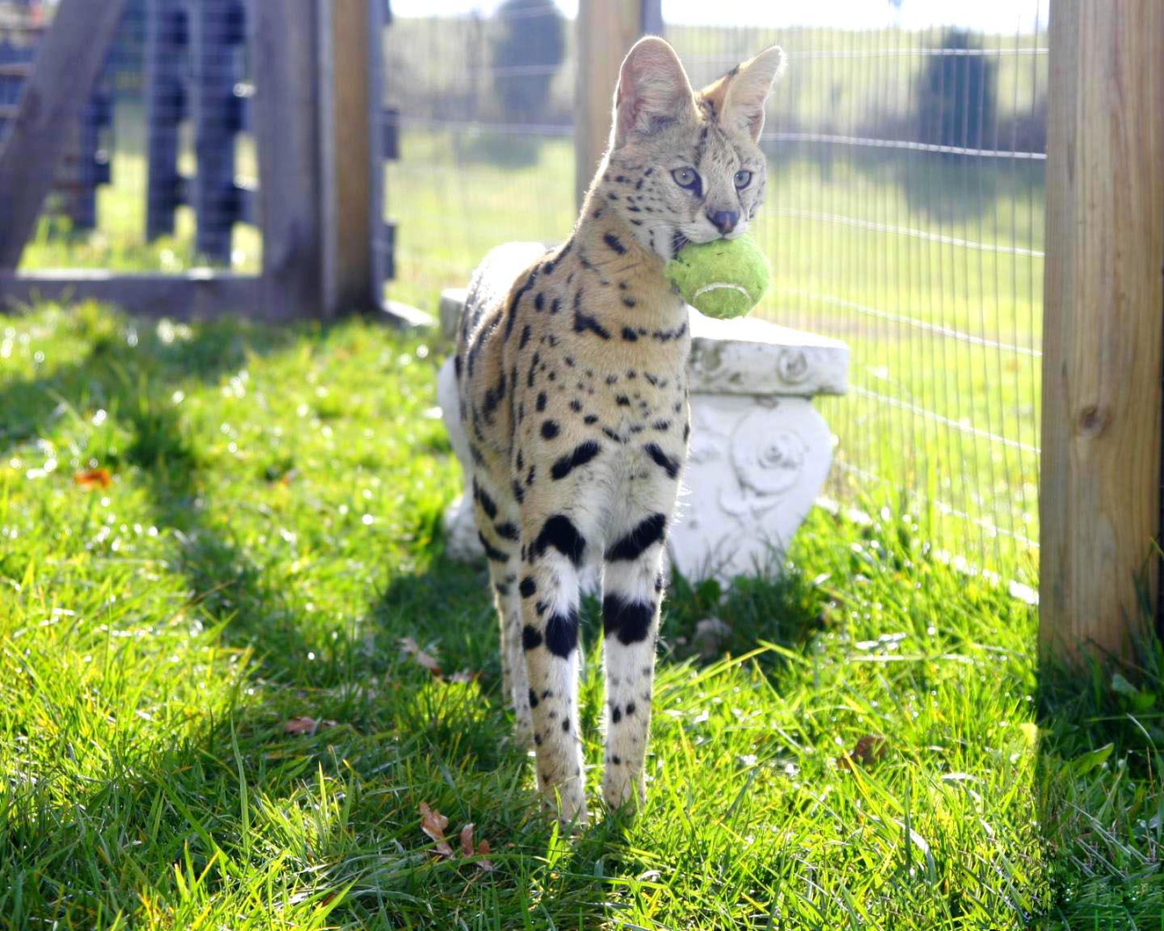 Игривая кошка саванна