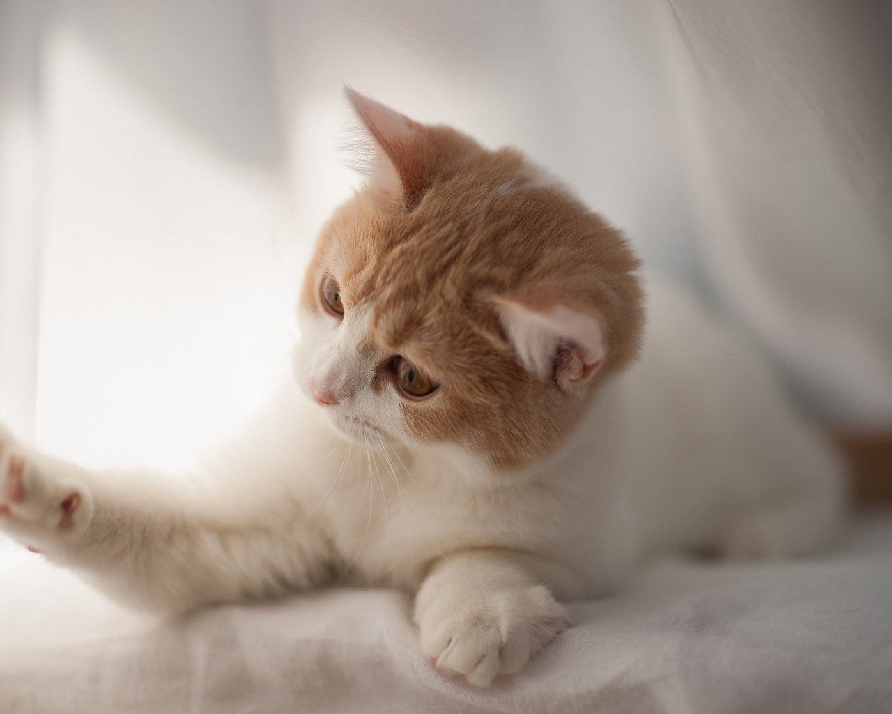 Игривый котенок