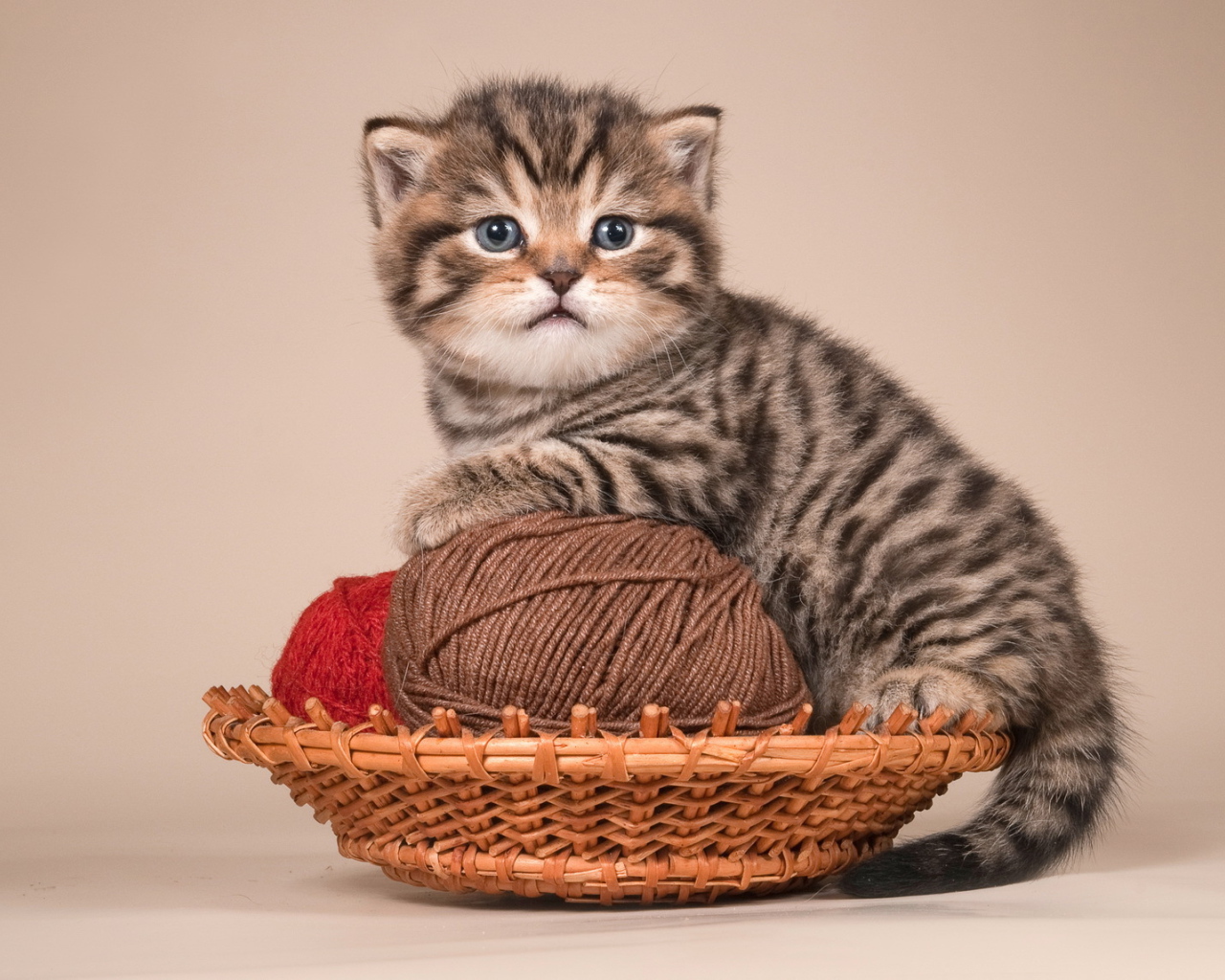 Игривый котенок британской короткошерстной кошки