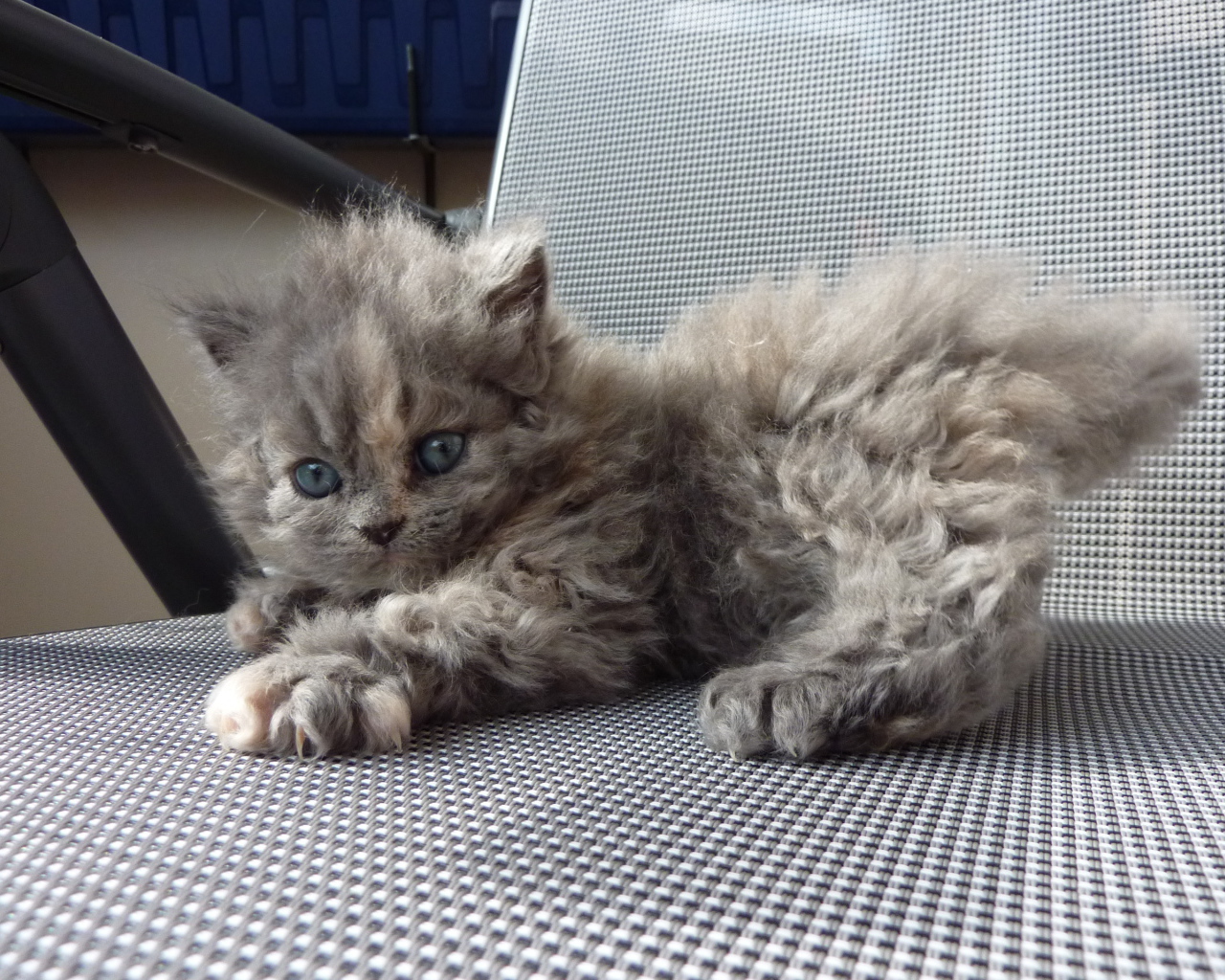 Игривый котенок селкирк рекс