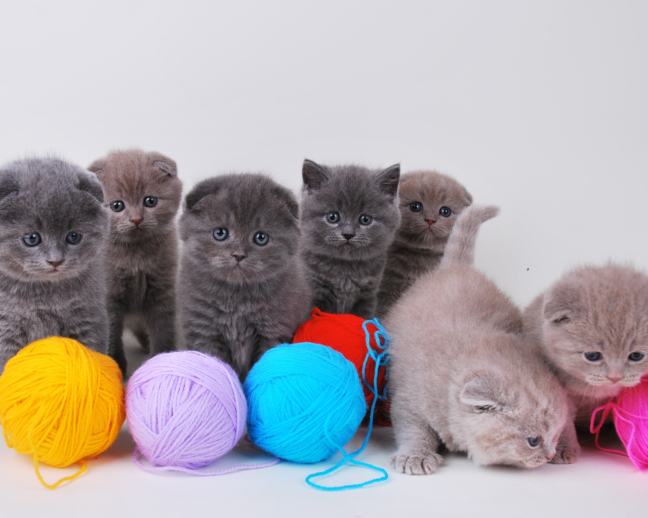 Игривые котята шотландской кошки