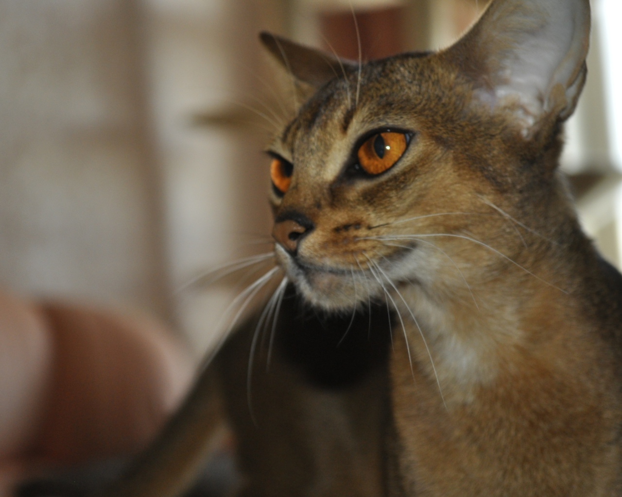 Гордая абиссинская кошка