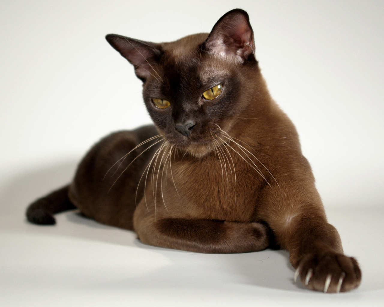 Гордая бурманская кошка