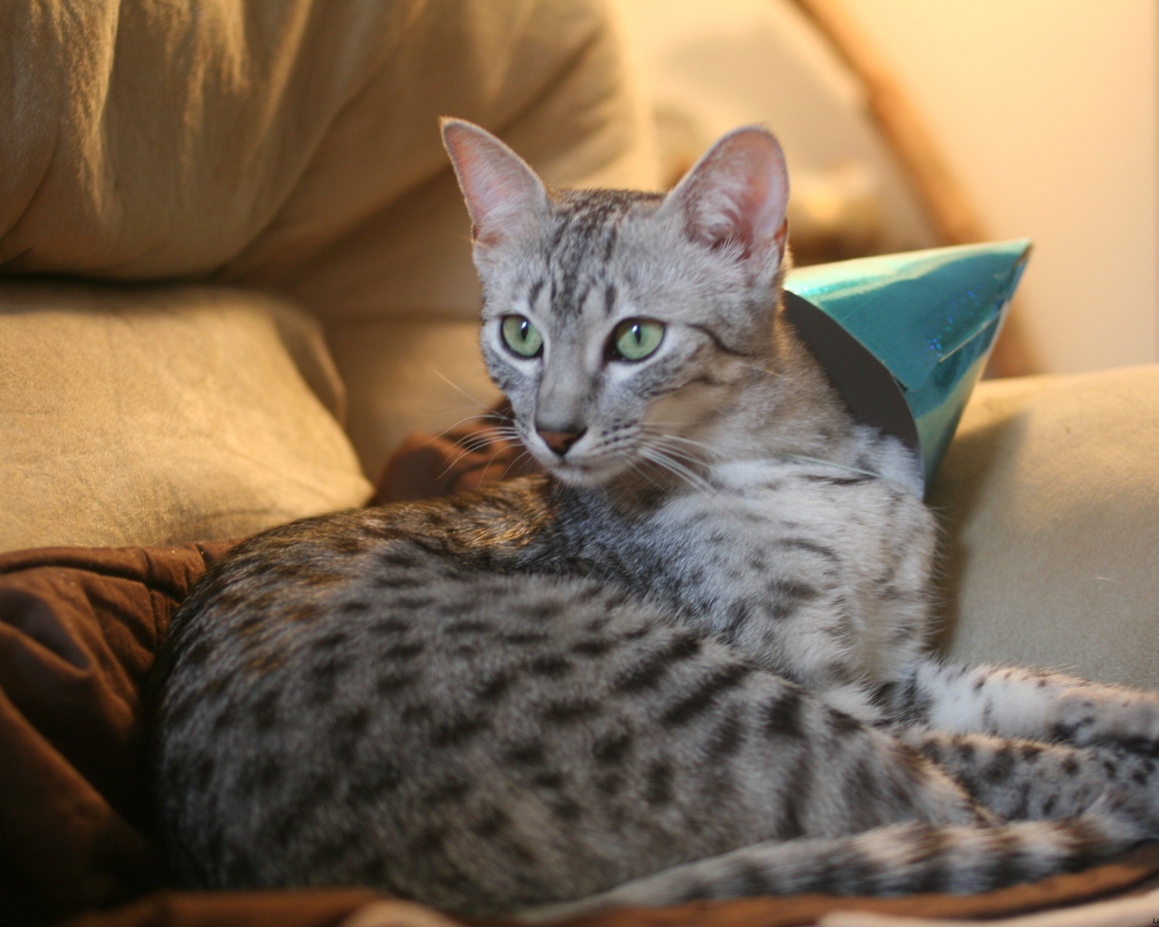 Гордая египетская мау