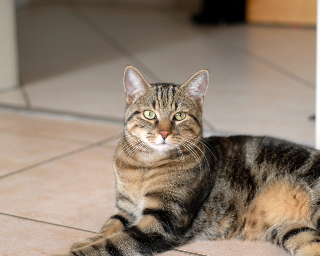 Гордая европейская короткошерстная кошка