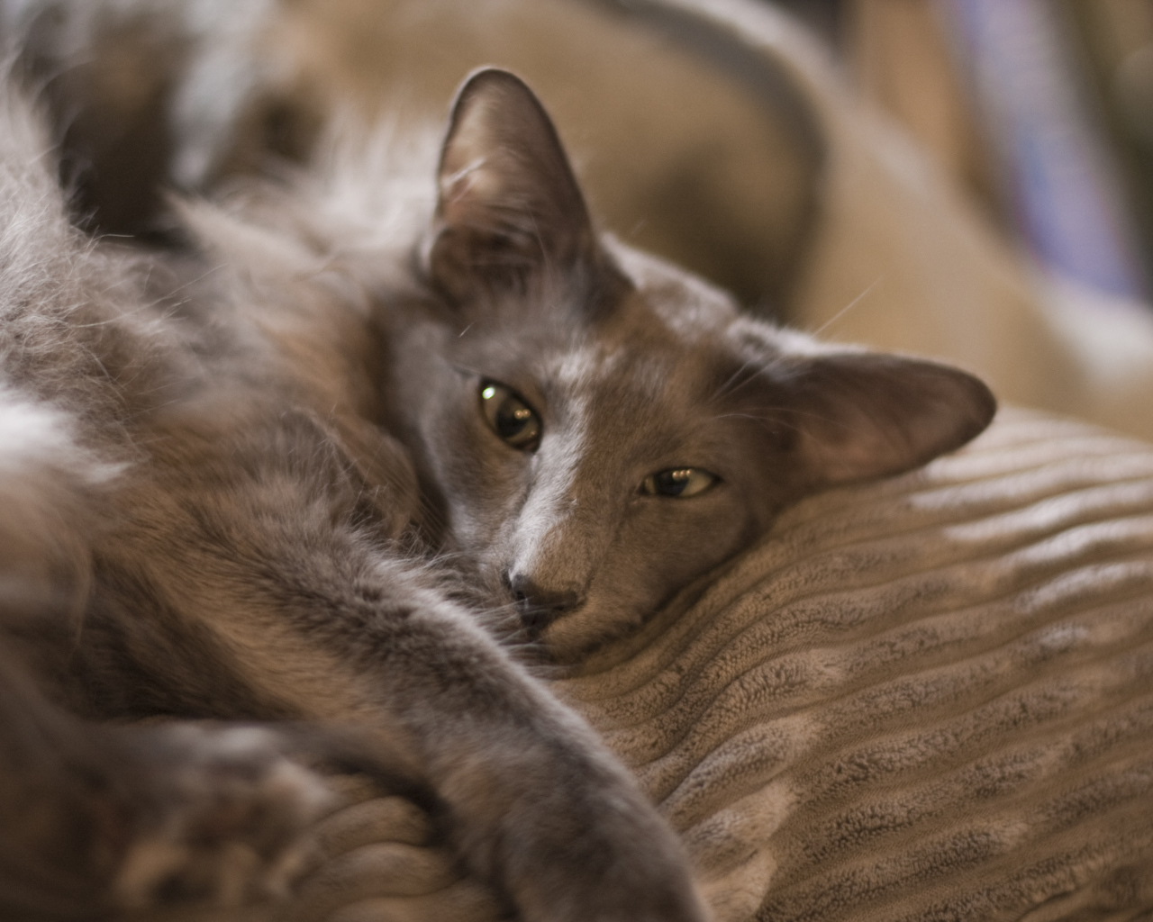 Гордая ориентальная длинношерстная кошка