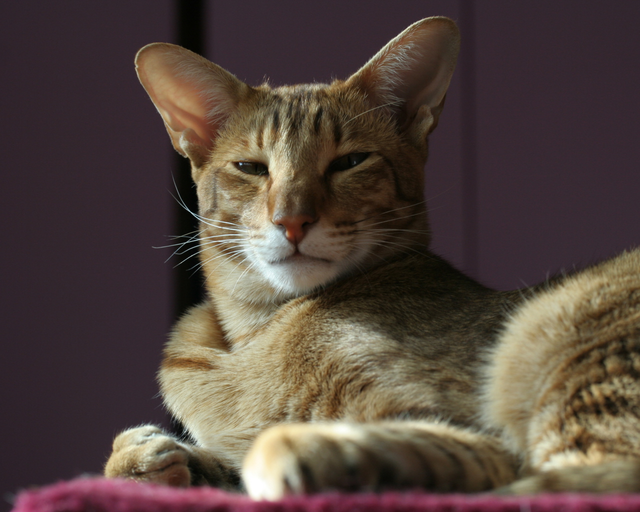 Гордая ориентальная короткошерстная кошка