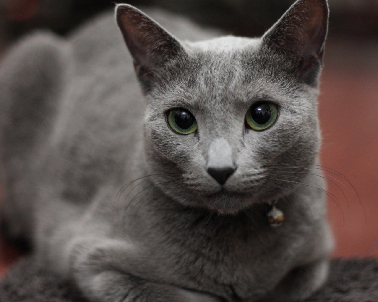 Гордая русская голубая кошка