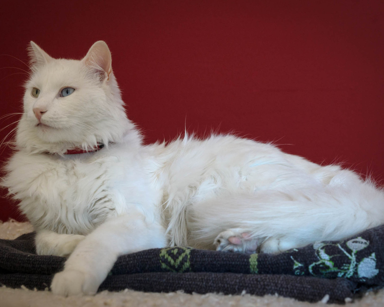 Гордый кот турецкая ангора
