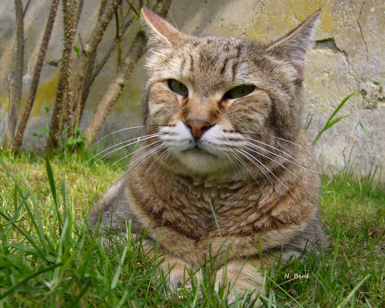 Гордый кот пиксибоб