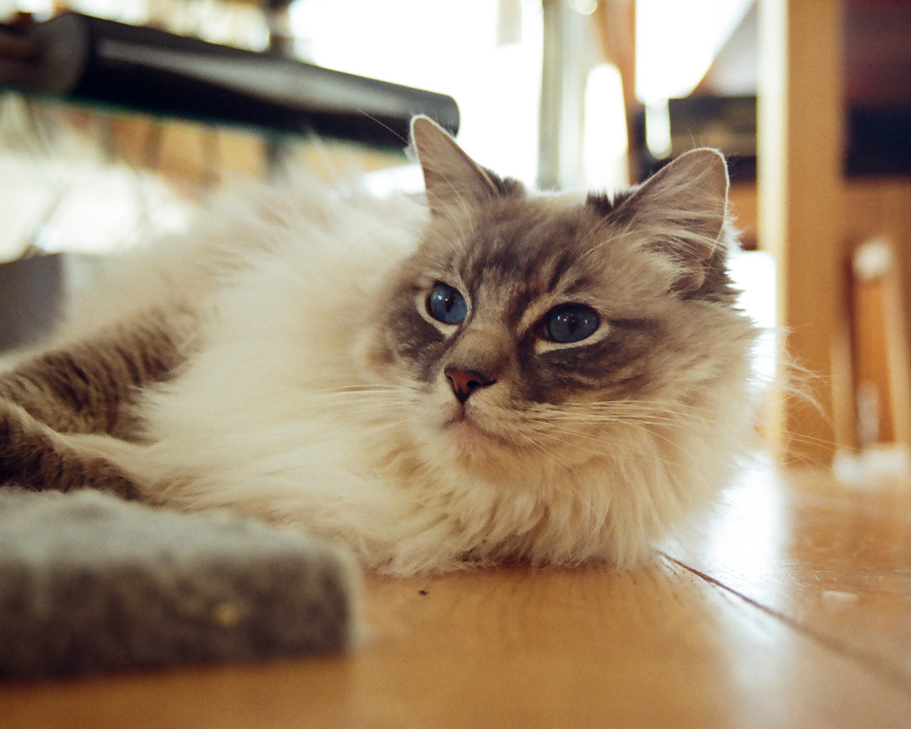 Гордая кошка рэгдолл