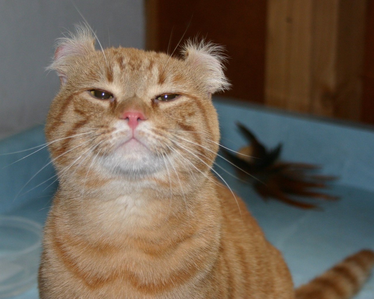 Гордый рыжий американский керл