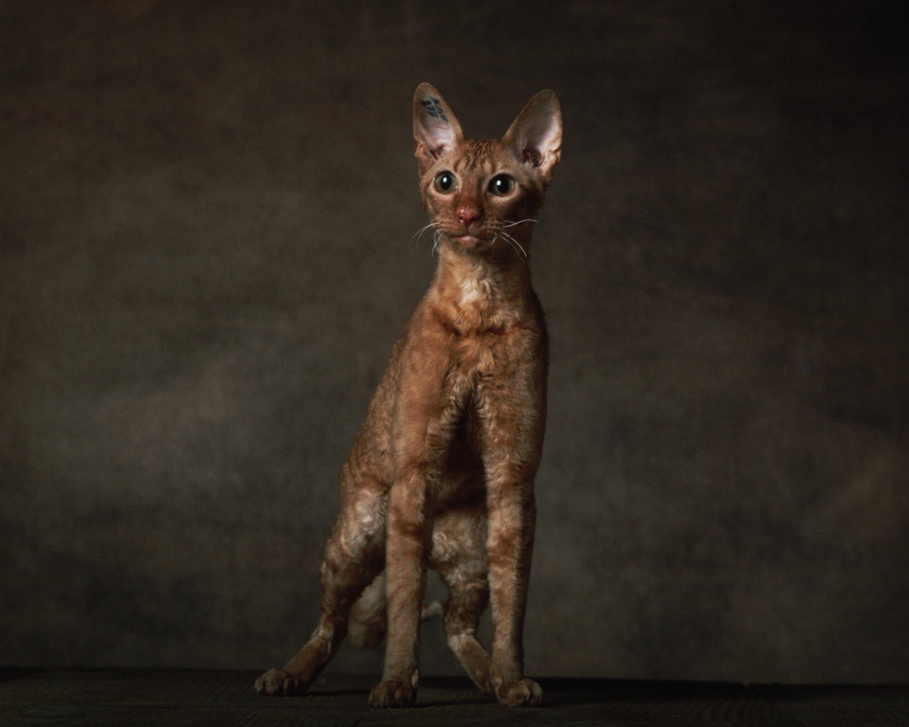 Породистый корниш рекс