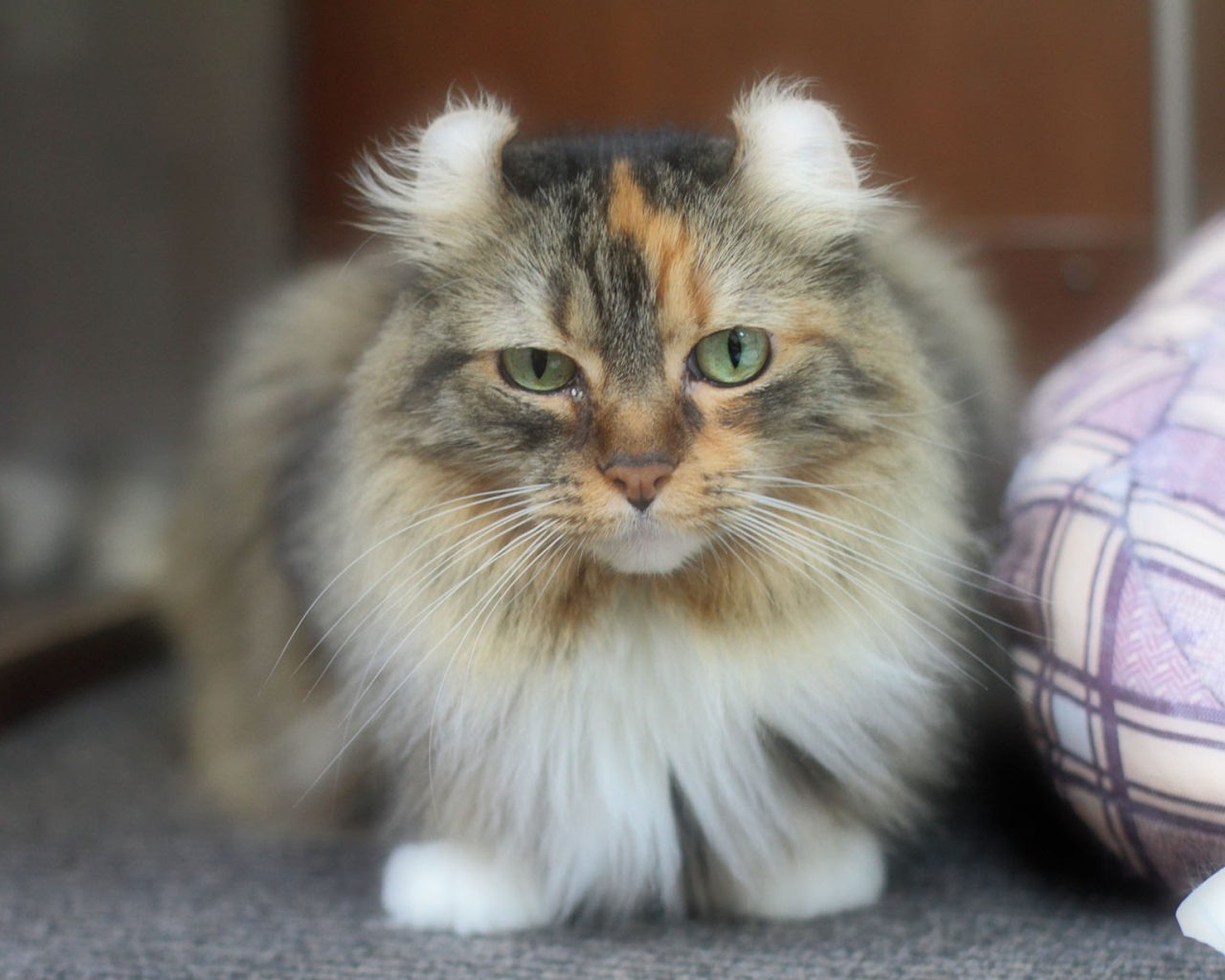 Породистый кот американский керл