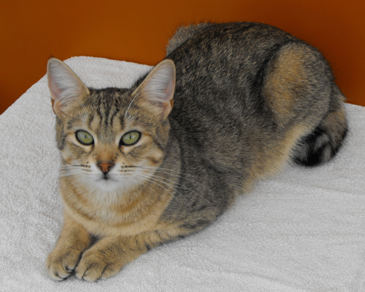 Породистый кот пиксибоб