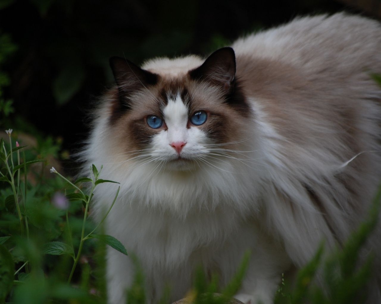 Кошка рэгдолл на природе