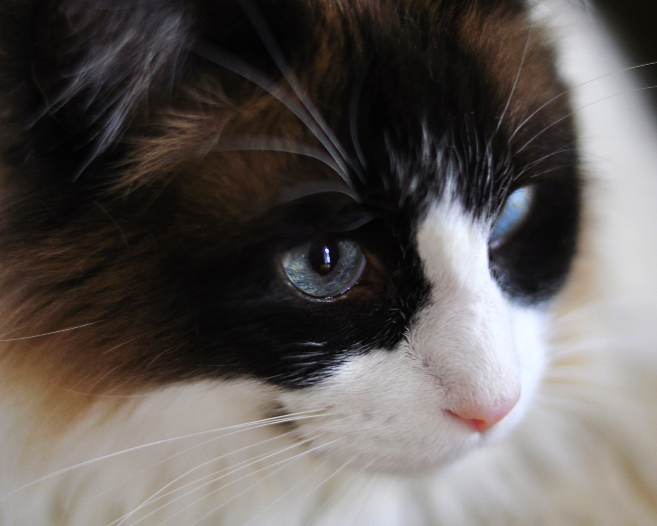 Мордочка кота рэгдолл