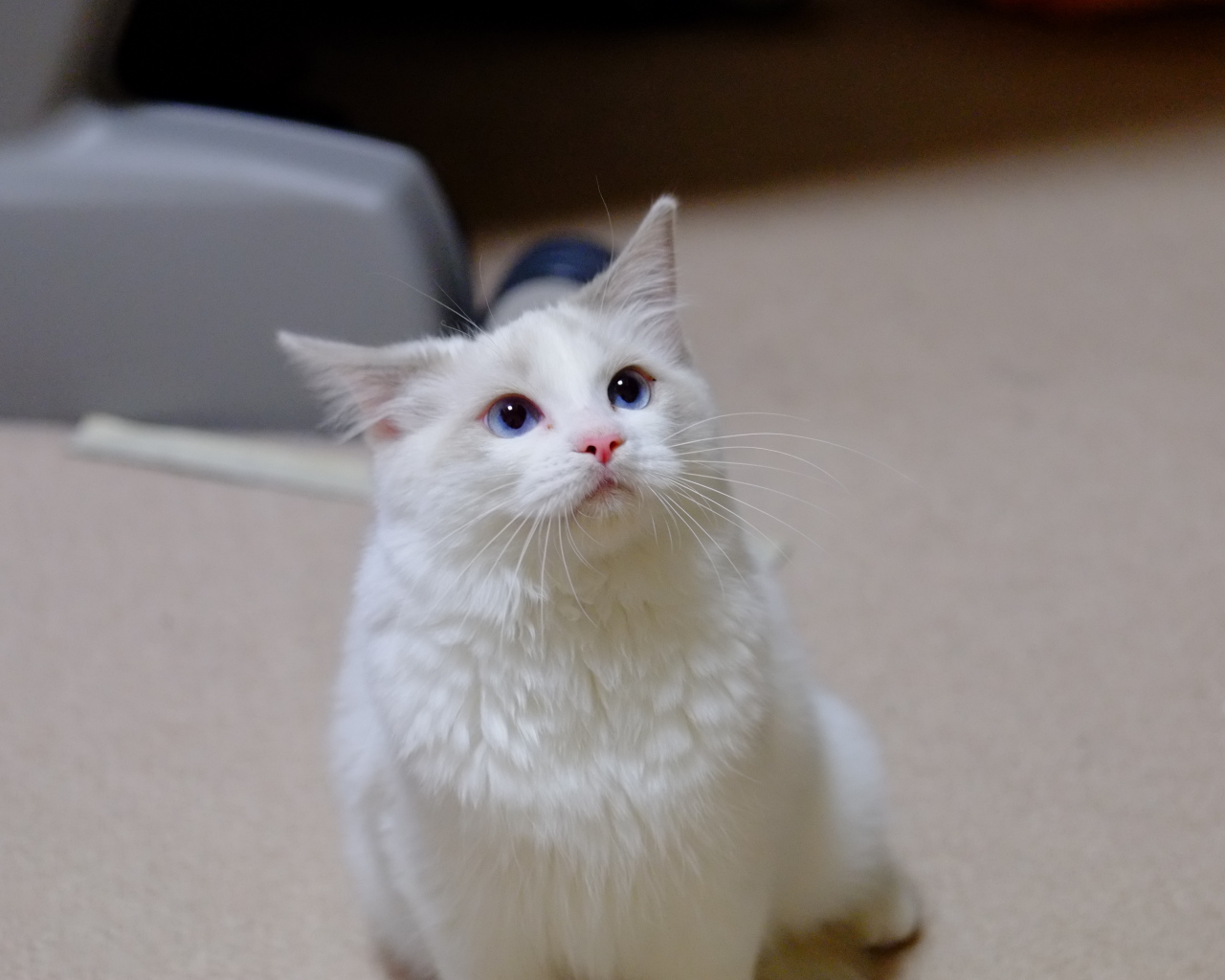 Рэгдолл смотрит вверх