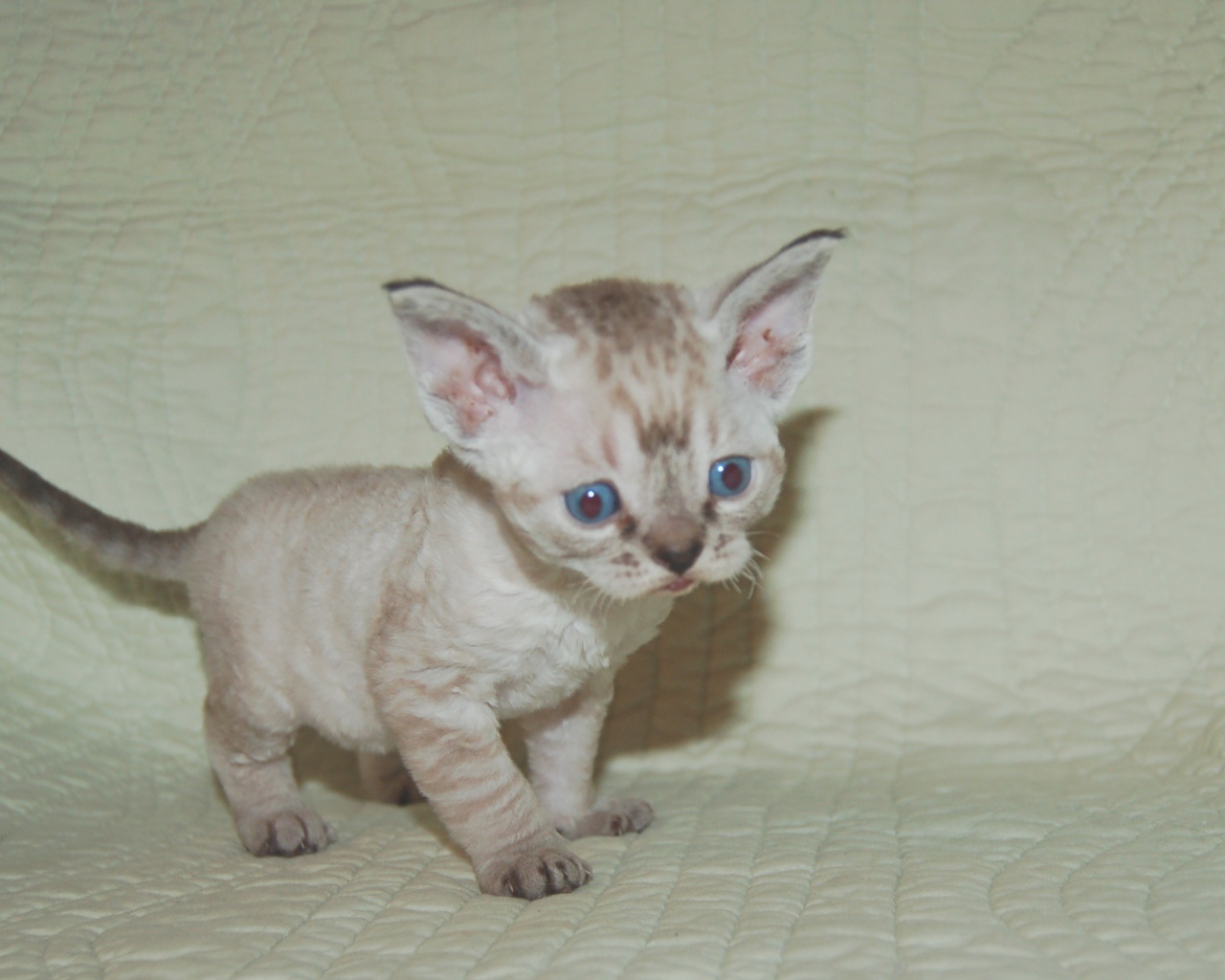 Красноглазый котенок девон-рекс