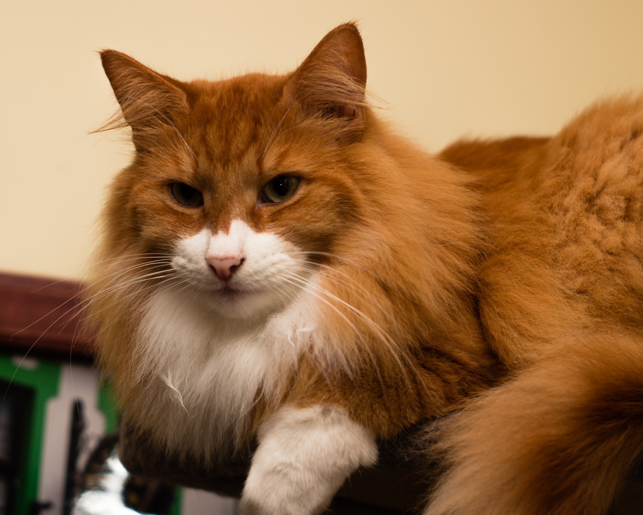 Рыжая норвежская лесная кошка