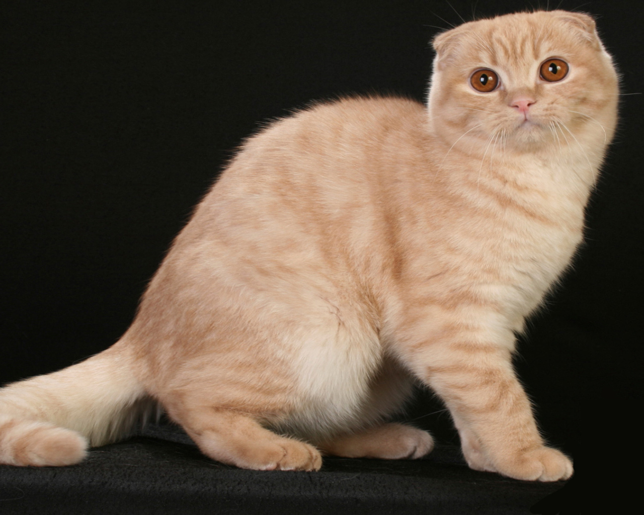 Рыжая шотландская кошка