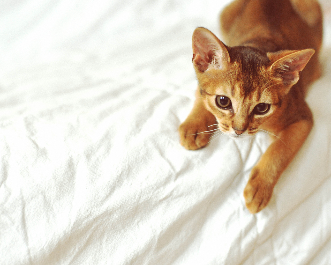 Рыжий абиссинский котенок