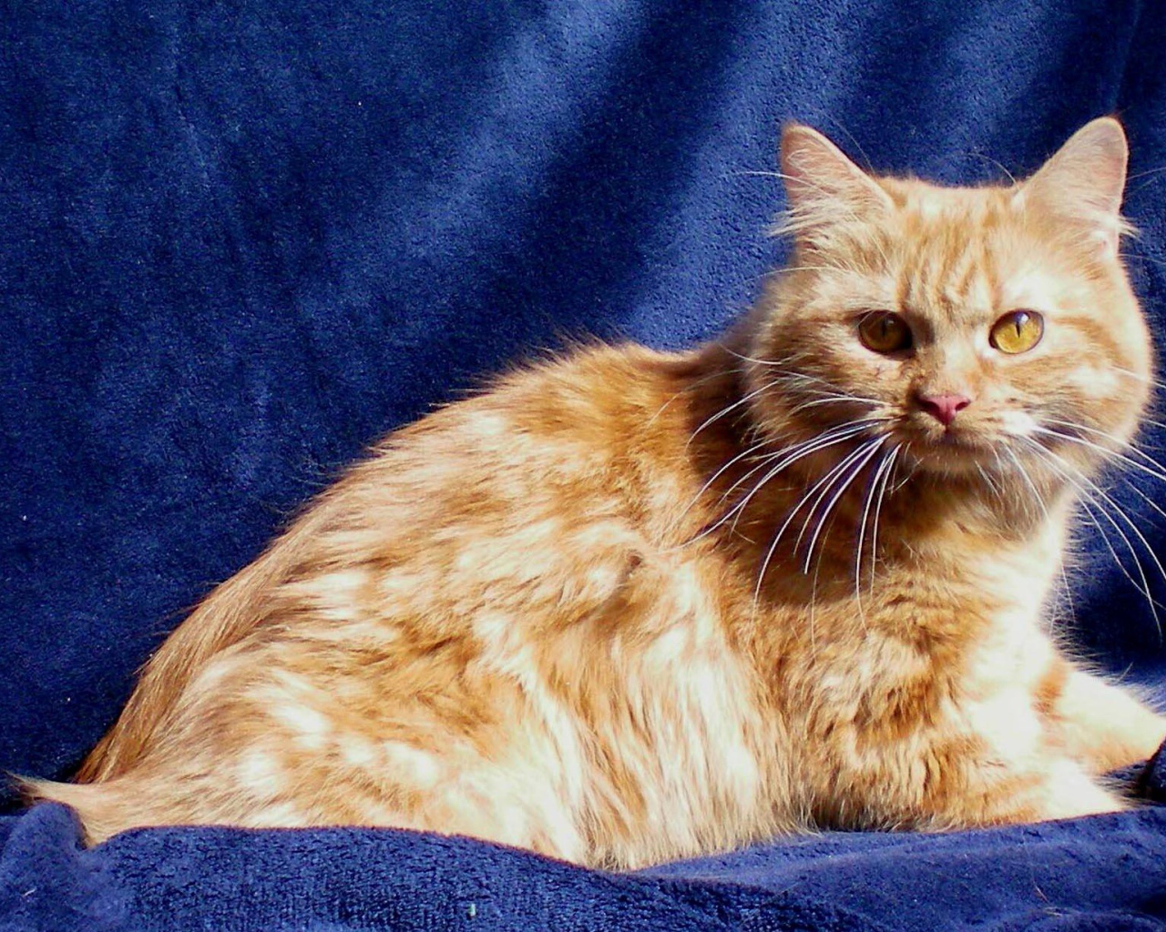 Рыжий кот кимрик