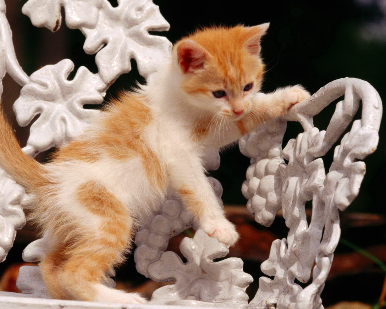 Рыжий котенок на белой скамейке