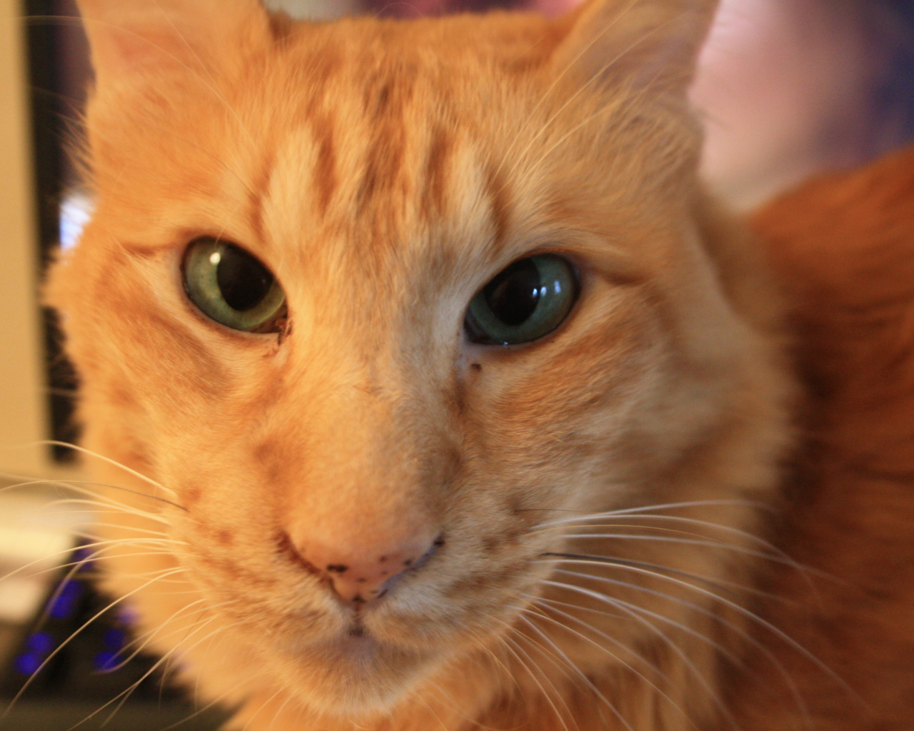 Рыжий ориентальный длинношерстный кот