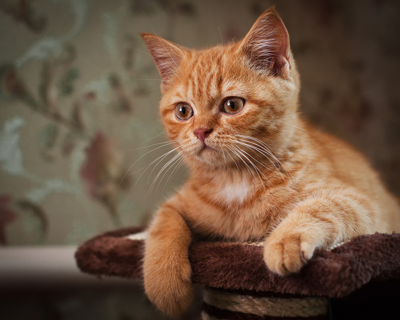 Рыжий усатый кот