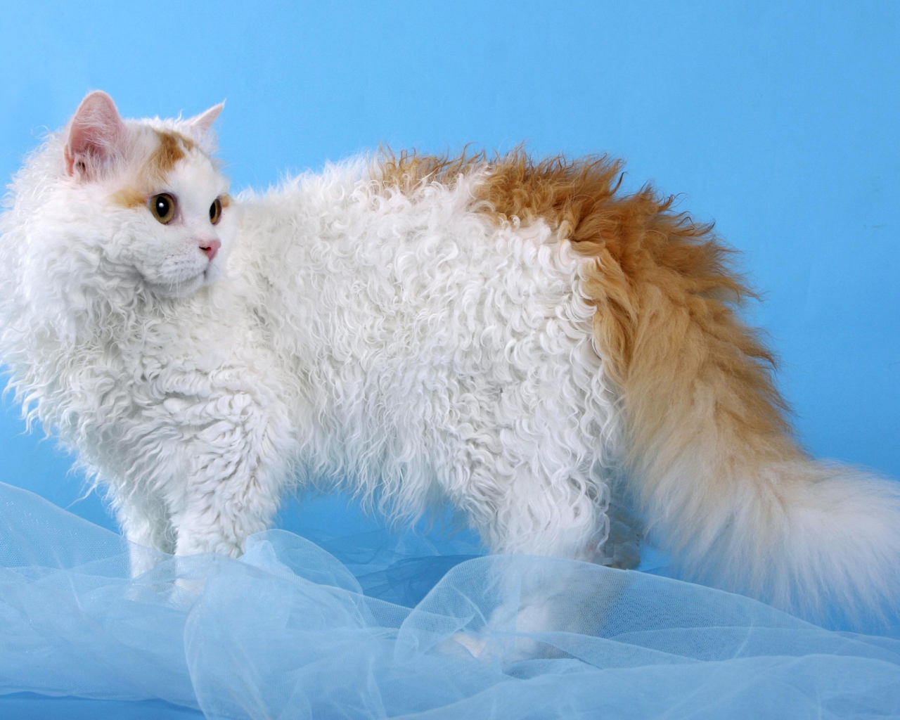 Бело рыжий селкирк рекс