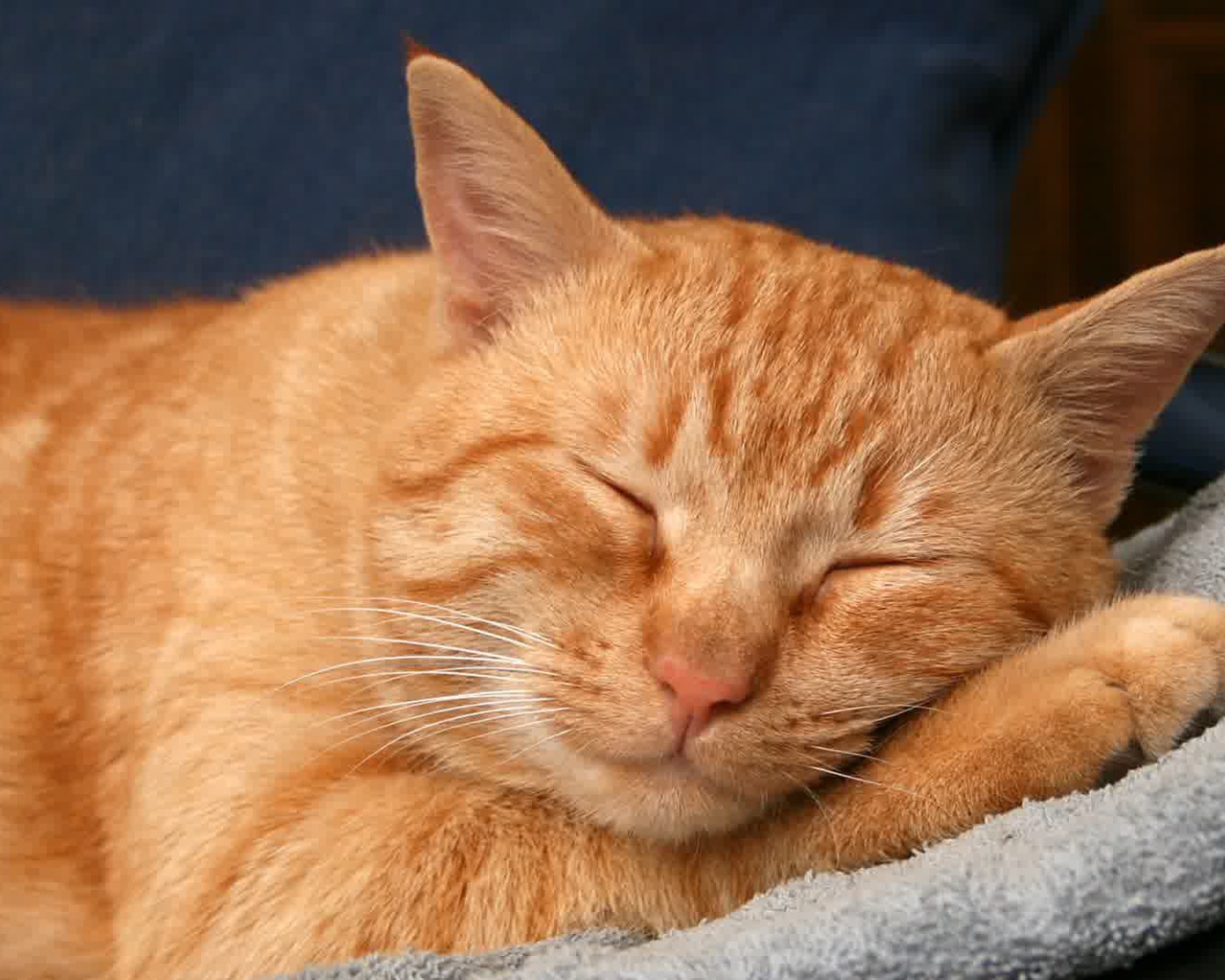 Рыжая американская жесткошерстная кошка